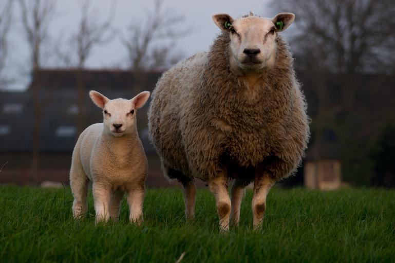 Sheep glaring at you